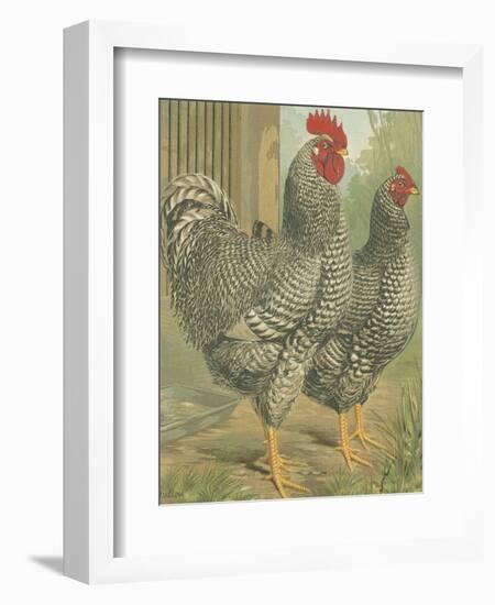Cassell's Roosters II-Cassel-Framed Premium Giclee Print