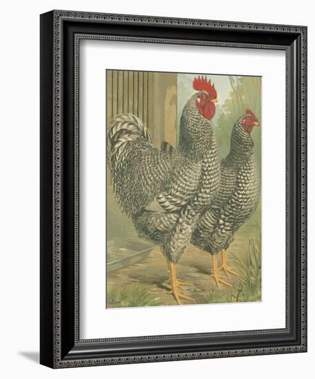 Cassell's Roosters II-Cassel-Framed Premium Giclee Print