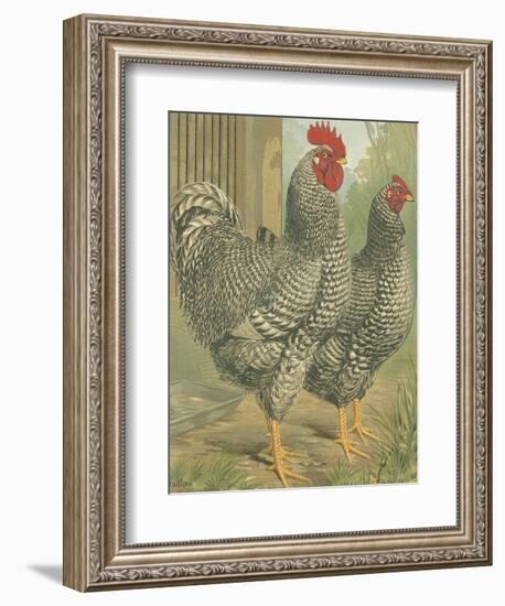 Cassell's Roosters II-Cassel-Framed Art Print