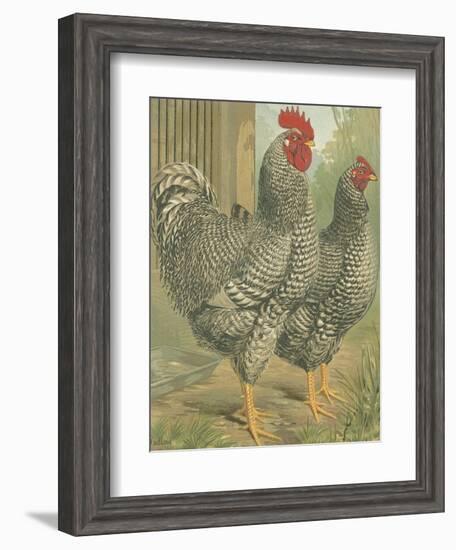 Cassell's Roosters II-Cassel-Framed Art Print