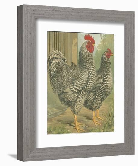 Cassell's Roosters II-Cassel-Framed Art Print