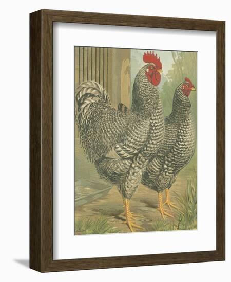 Cassell's Roosters II-Cassel-Framed Art Print