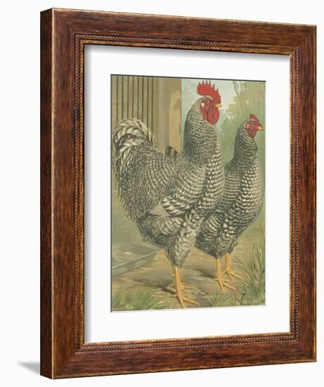 Cassell's Roosters II-Cassel-Framed Art Print