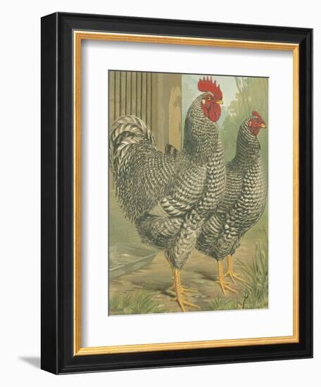 Cassell's Roosters II-Cassel-Framed Art Print