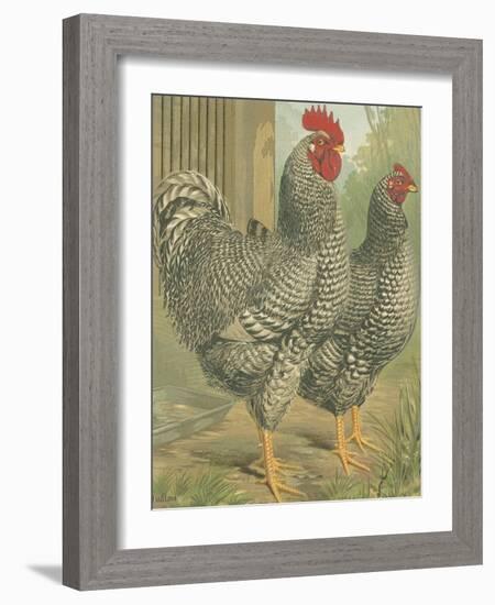 Cassell's Roosters II-Cassel-Framed Art Print