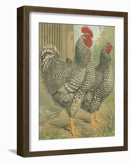 Cassell's Roosters II-Cassel-Framed Art Print