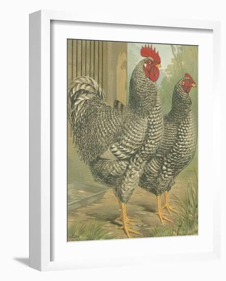 Cassell's Roosters II-Cassel-Framed Art Print