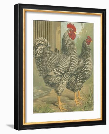 Cassell's Roosters II-Cassel-Framed Art Print