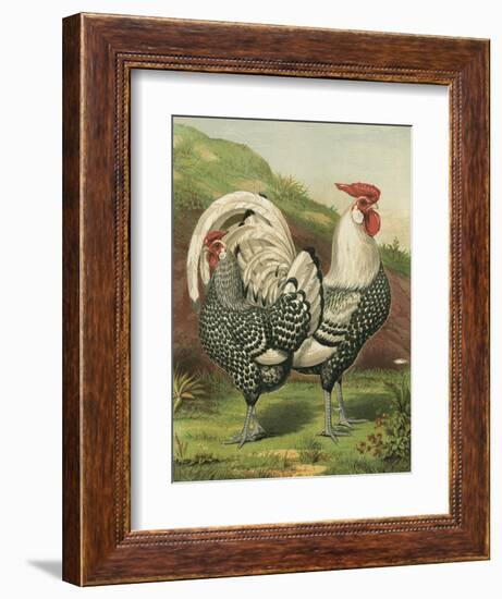 Cassell's Roosters III-Cassel-Framed Premium Giclee Print