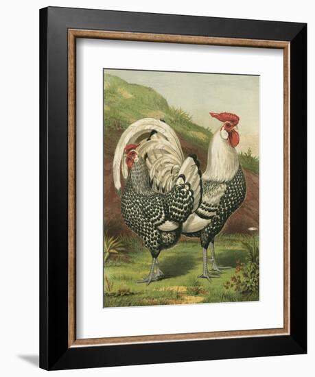 Cassell's Roosters III-Cassel-Framed Premium Giclee Print