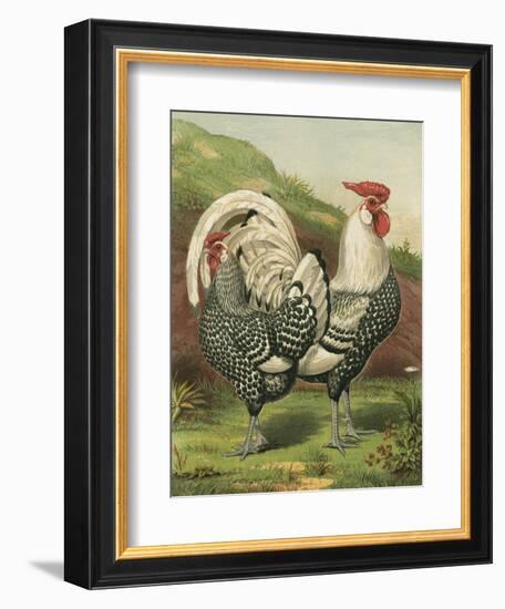 Cassell's Roosters III-Cassel-Framed Premium Giclee Print