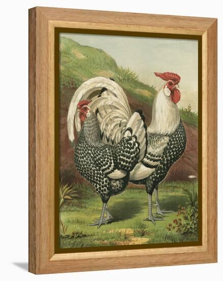 Cassell's Roosters III-Cassel-Framed Stretched Canvas