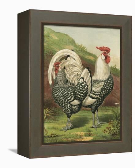 Cassell's Roosters III-Cassel-Framed Stretched Canvas