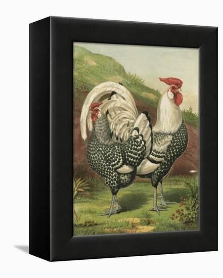 Cassell's Roosters III-Cassel-Framed Stretched Canvas