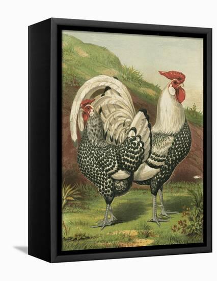 Cassell's Roosters III-Cassel-Framed Stretched Canvas