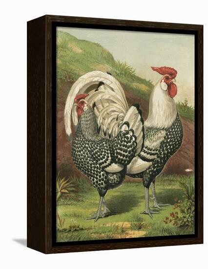 Cassell's Roosters III-Cassel-Framed Stretched Canvas