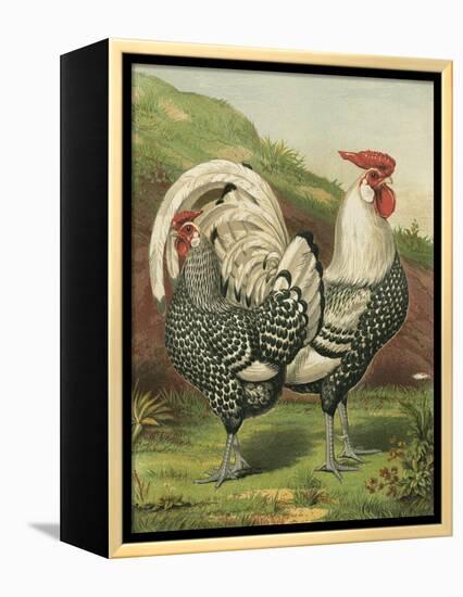 Cassell's Roosters III-Cassel-Framed Stretched Canvas