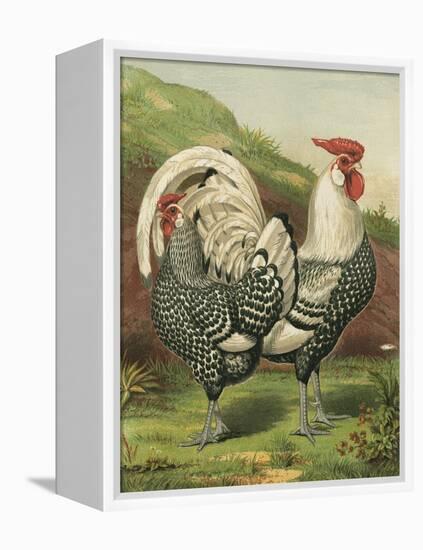 Cassell's Roosters III-Cassel-Framed Stretched Canvas