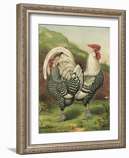 Cassell's Roosters III-Cassel-Framed Art Print