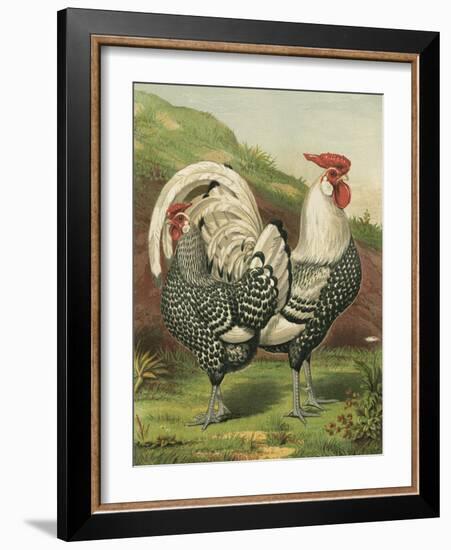 Cassell's Roosters III-Cassel-Framed Art Print