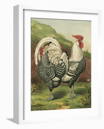 Cassell's Roosters III-Cassel-Framed Art Print