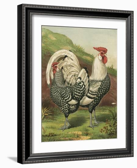 Cassell's Roosters III-Cassel-Framed Art Print