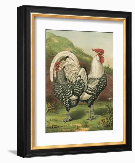 Cassell's Roosters III-Cassel-Framed Art Print