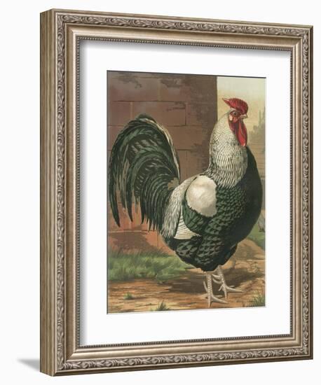 Cassell's Roosters IV-Cassel-Framed Art Print