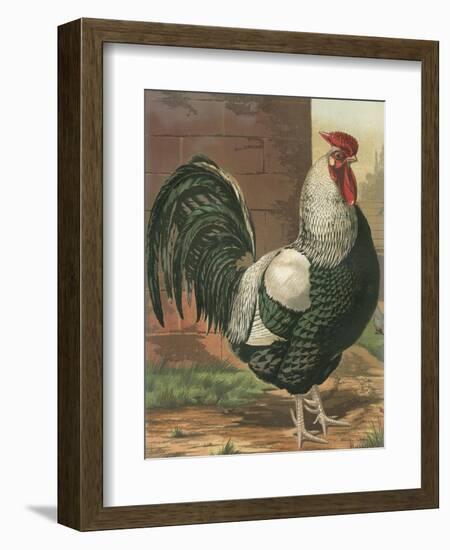 Cassell's Roosters IV-Cassel-Framed Art Print