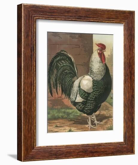 Cassell's Roosters IV-Cassel-Framed Art Print