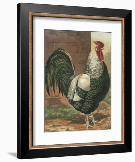 Cassell's Roosters IV-Cassel-Framed Art Print