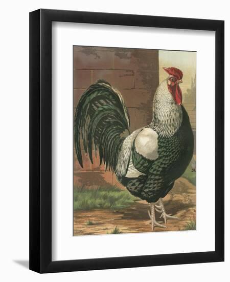 Cassell's Roosters IV-Cassel-Framed Art Print