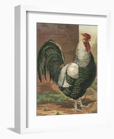 Cassell's Roosters IV-Cassel-Framed Art Print