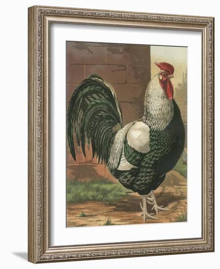 Cassell's Roosters IV-Cassel-Framed Art Print