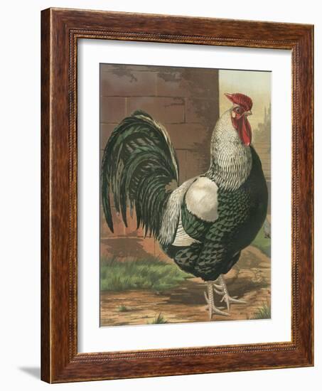 Cassell's Roosters IV-Cassel-Framed Art Print