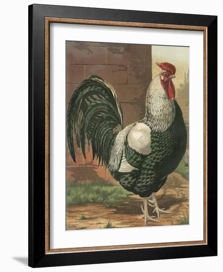 Cassell's Roosters IV-Cassel-Framed Art Print