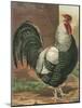 Cassell's Roosters IV-Cassel-Mounted Art Print