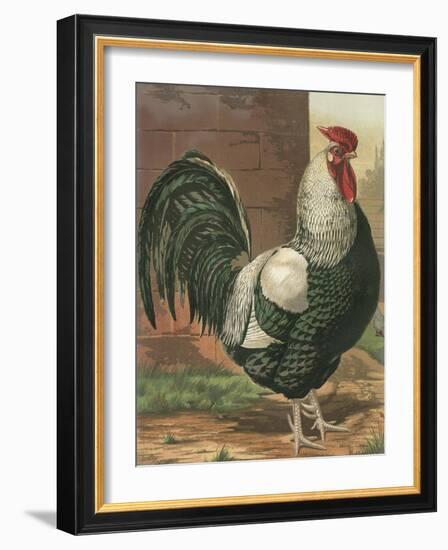 Cassell's Roosters IV-Cassel-Framed Art Print