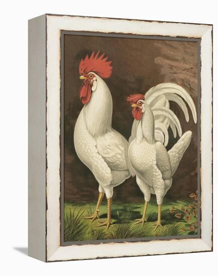 Cassell's Roosters VI-Cassel-Framed Stretched Canvas