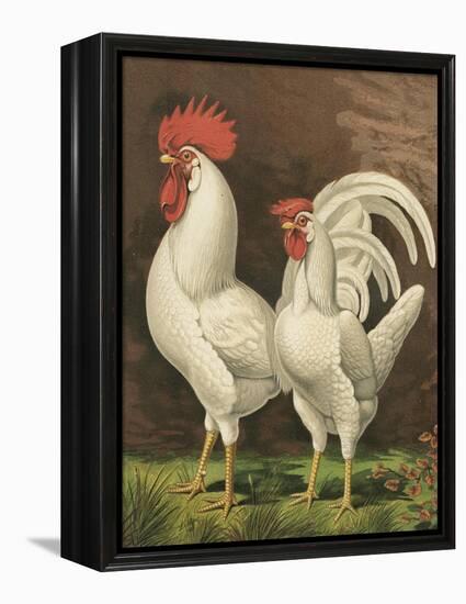 Cassell's Roosters VI-Cassel-Framed Stretched Canvas