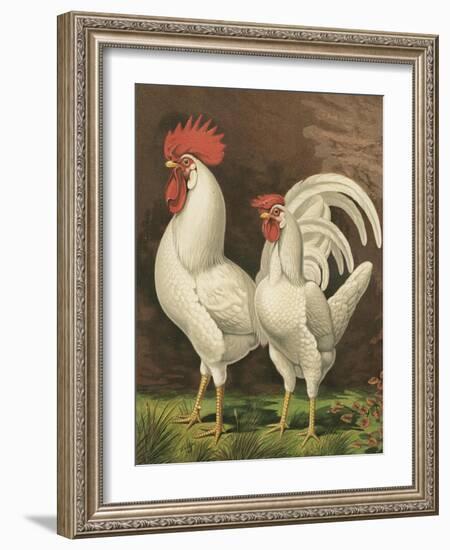 Cassell's Roosters VI-Cassel-Framed Art Print