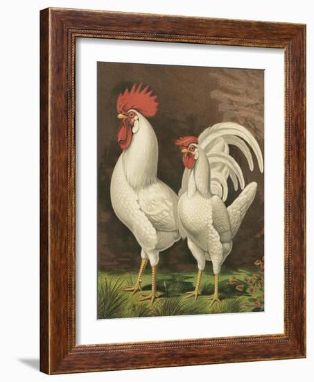 Cassell's Roosters VI-Cassel-Framed Art Print