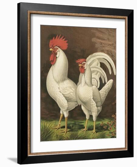 Cassell's Roosters VI-Cassel-Framed Art Print