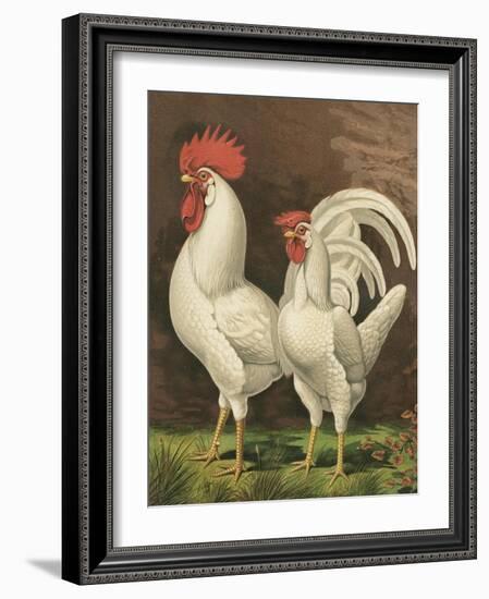 Cassell's Roosters VI-Cassel-Framed Art Print