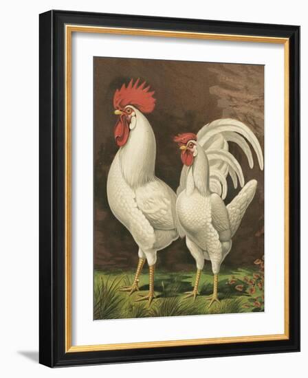 Cassell's Roosters VI-Cassel-Framed Art Print