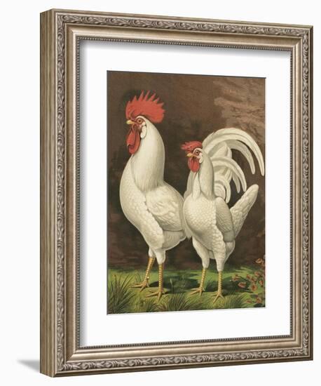 Cassell's Roosters VI-Cassel-Framed Art Print