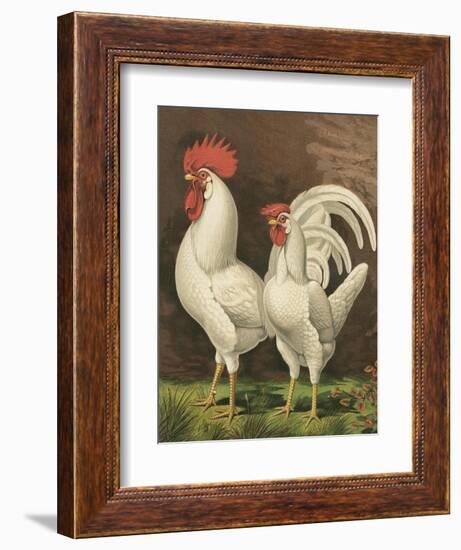 Cassell's Roosters VI-Cassel-Framed Art Print