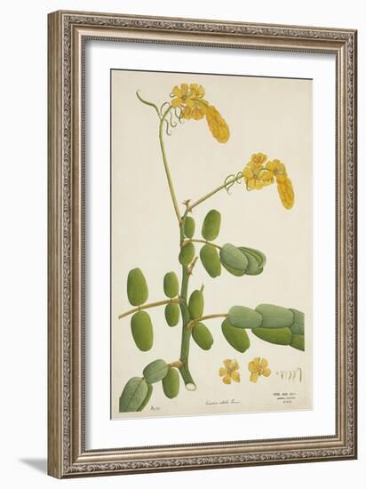 Cassia Alata Linn, 1800-10-null-Framed Giclee Print