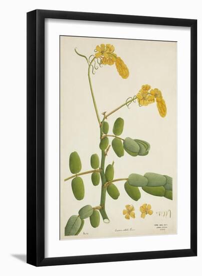 Cassia Alata Linn, 1800-10-null-Framed Giclee Print