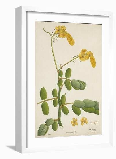 Cassia Alata Linn, 1800-10-null-Framed Giclee Print